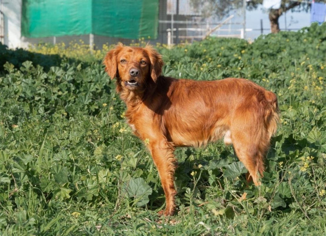 NESSI - Chien à adopter - photo 4