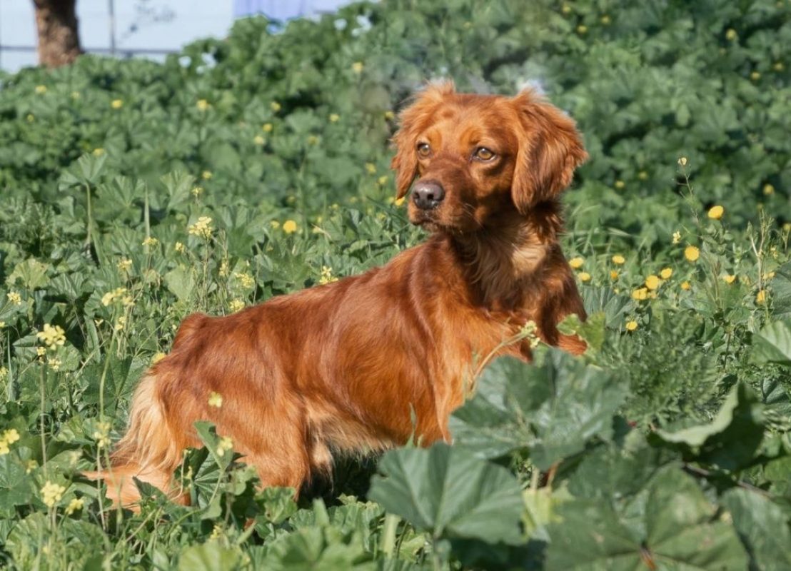 NESSI - Chien à adopter