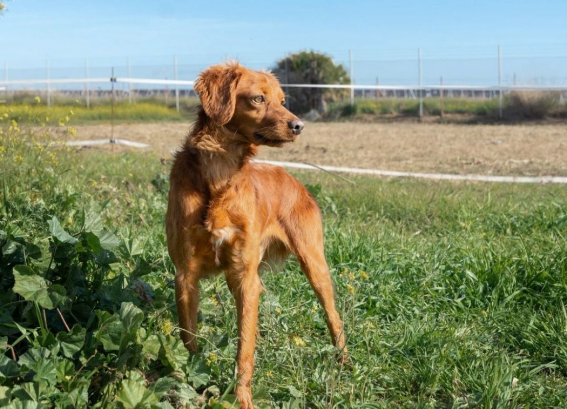 NESSI - Chien à adopter - photo 3