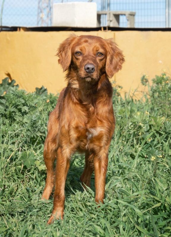 NESSI - Chien à adopter - photo 2