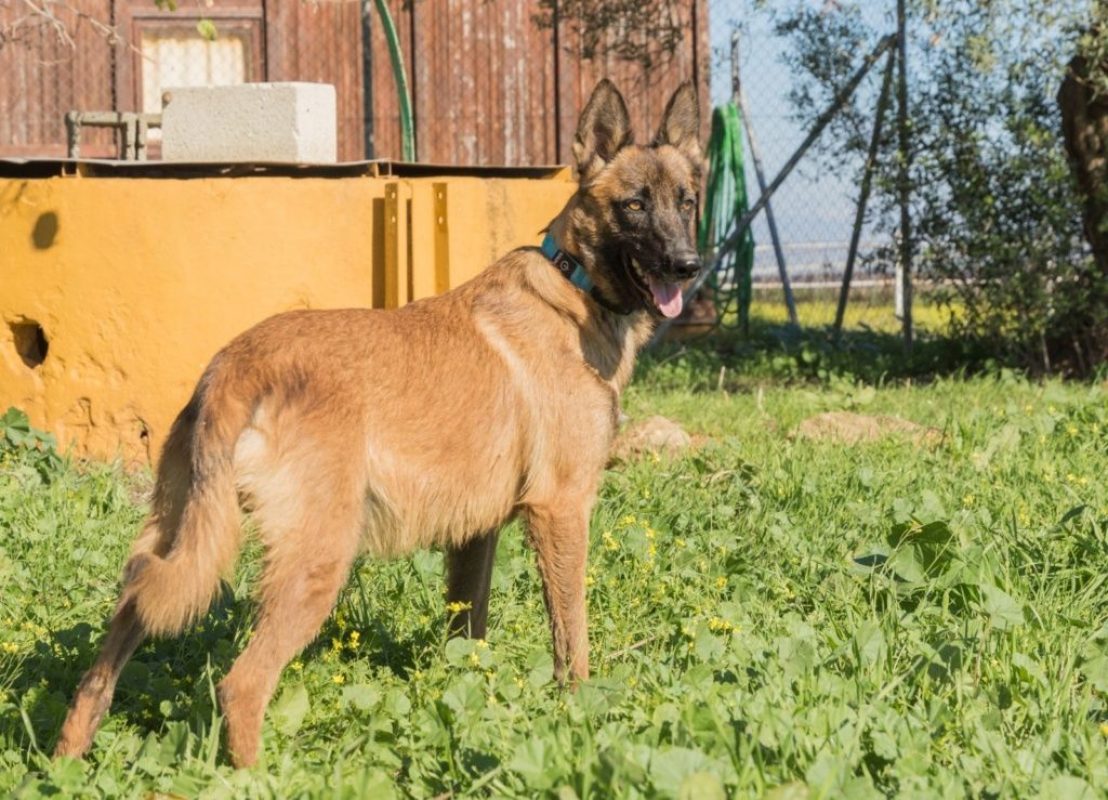 RONALD - Chien à adopter