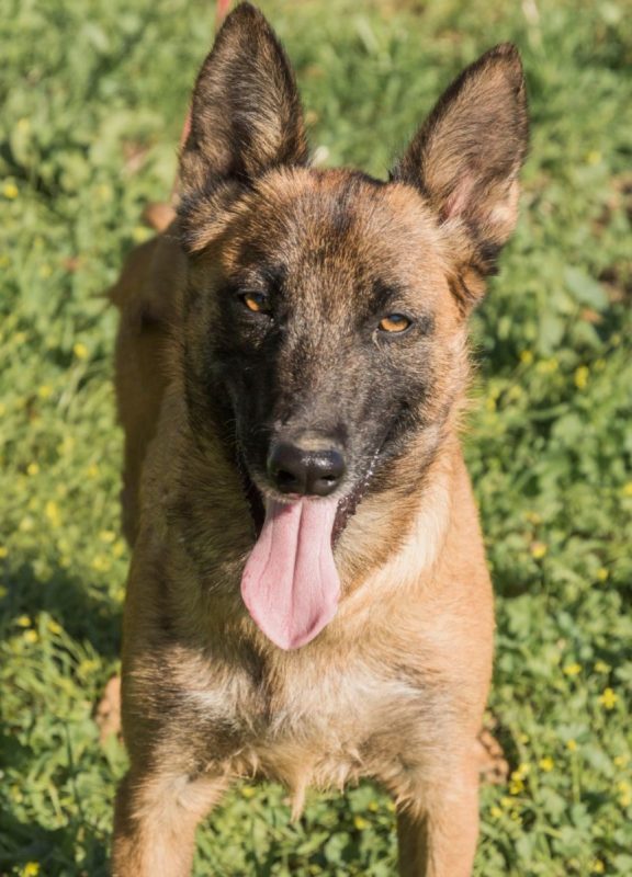 RONALD - Chien à adopter - photo 4