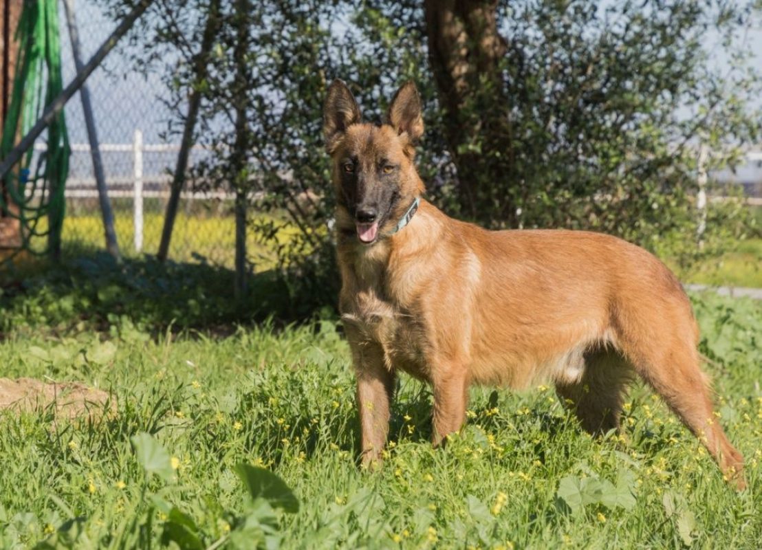 RONALD - Chien à adopter - photo 2