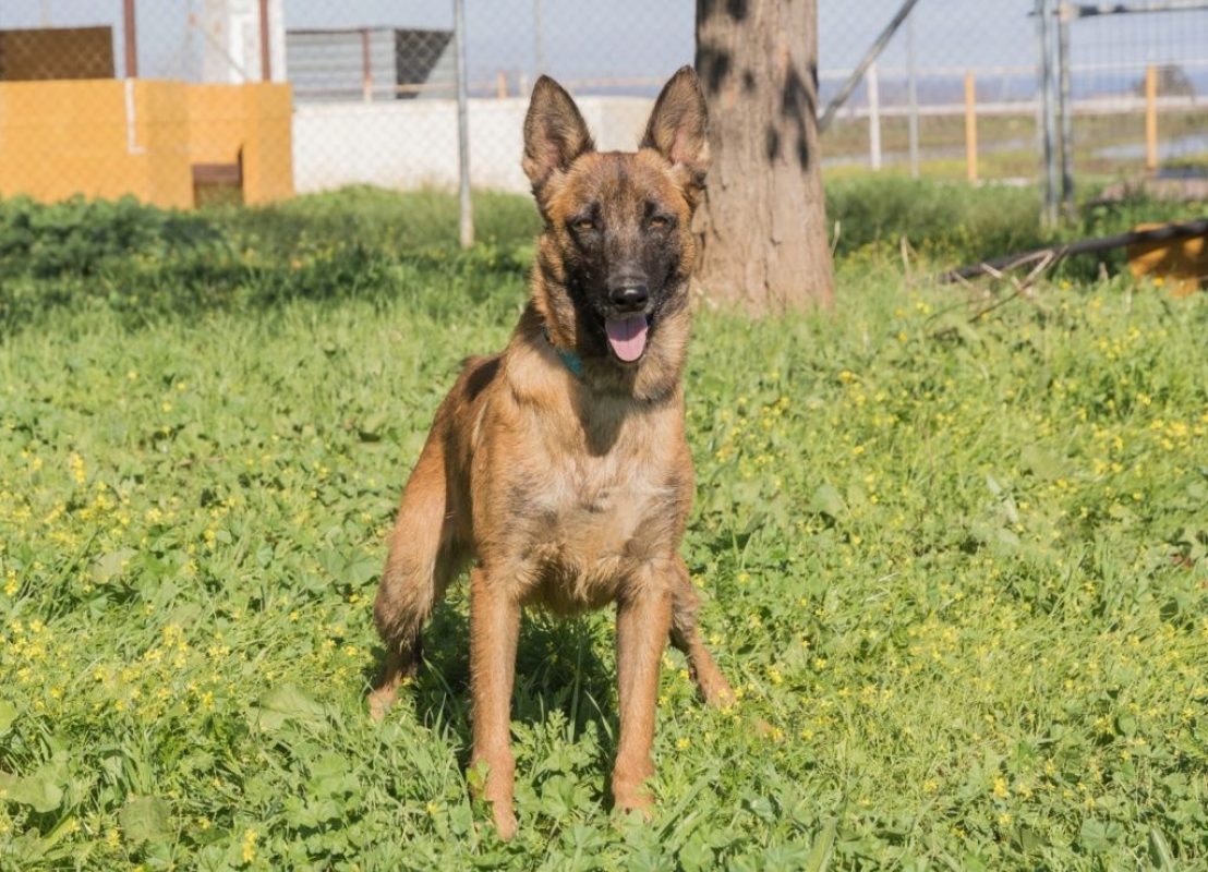 RONALD - Chien à adopter - photo 3