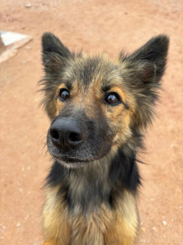 PERU - Chien à adopter - photo 2