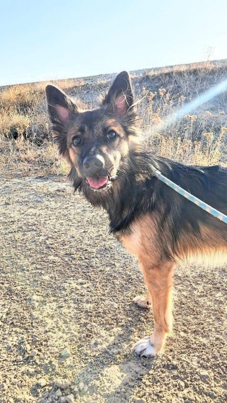PERU - Chien à adopter