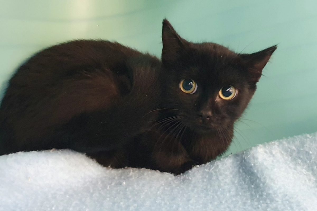 Zanzibar - Chat Européen à adopter