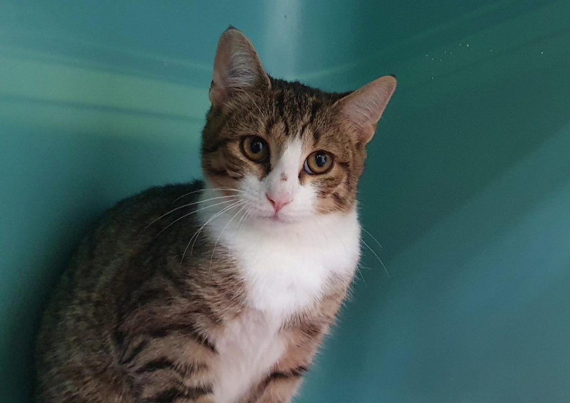Capri - Chat Européen à adopter