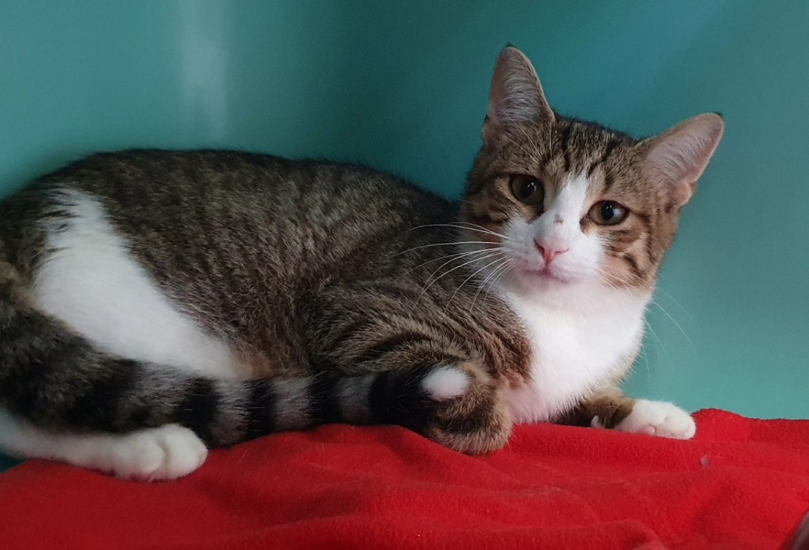 Capri - Chat Européen à adopter - photo 2