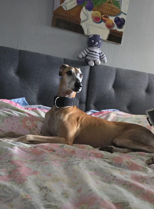 STEVEN - Chien Galgo à adopter