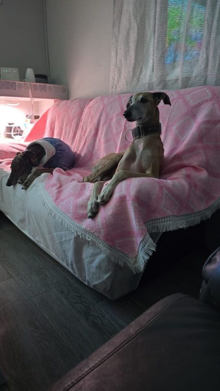 STEVEN - Chien Galgo à adopter - photo 7
