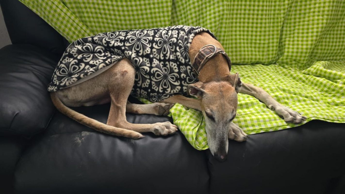 STEVEN - Chien Galgo à adopter - photo 3
