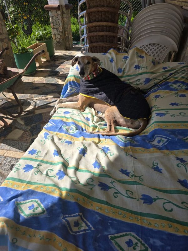 STEVEN - Chien Galgo à adopter - photo 4