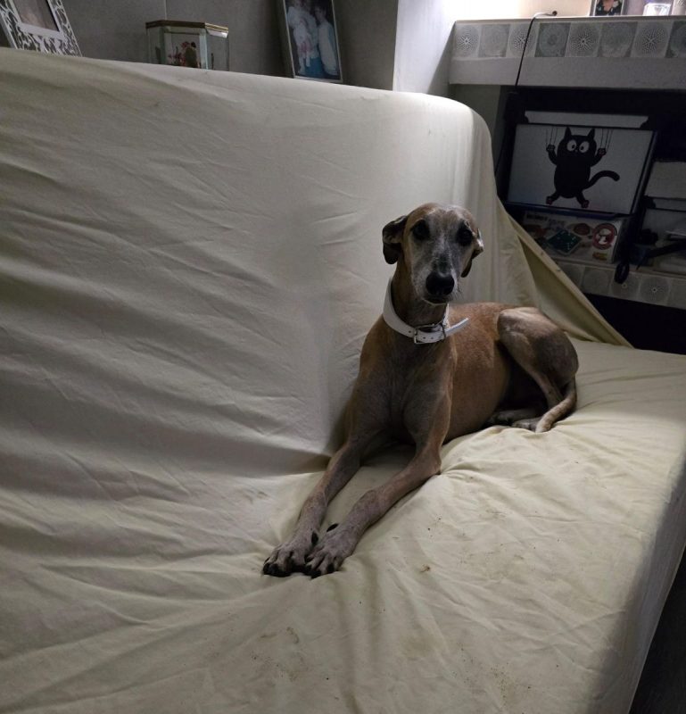 STEVEN - Chien Galgo à adopter - photo 6