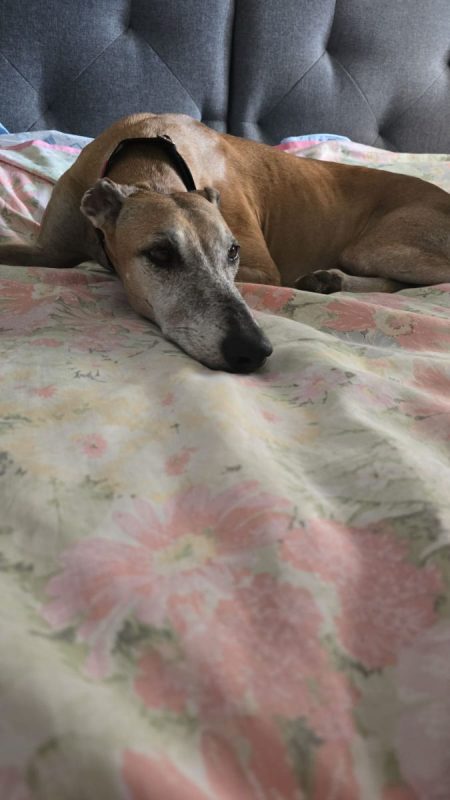 STEVEN - Chien Galgo à adopter - photo 2