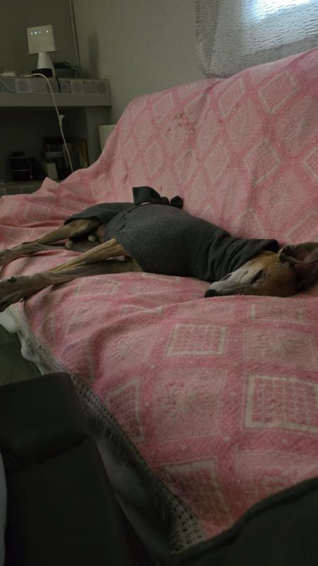 STEVEN - Chien Galgo à adopter - photo 5