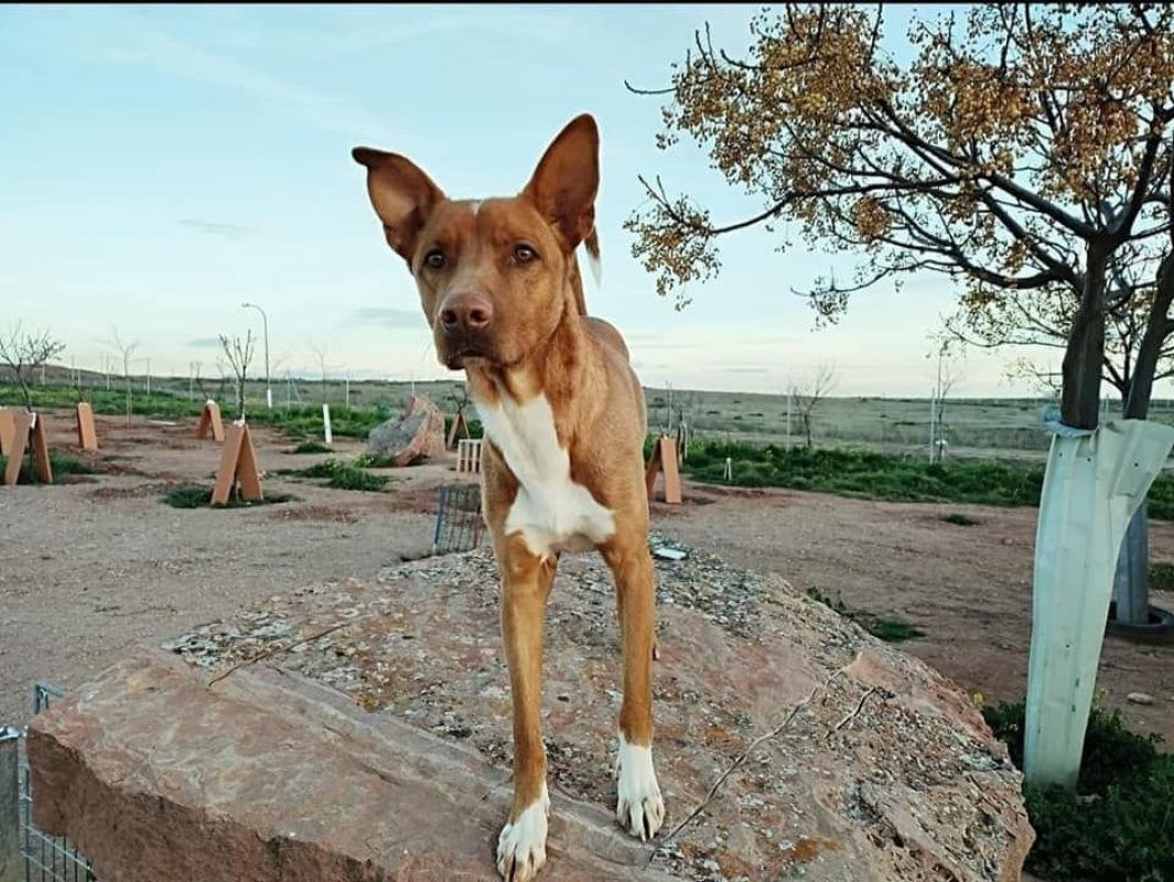 TOBBY - Chien Podenco Canario à adopter