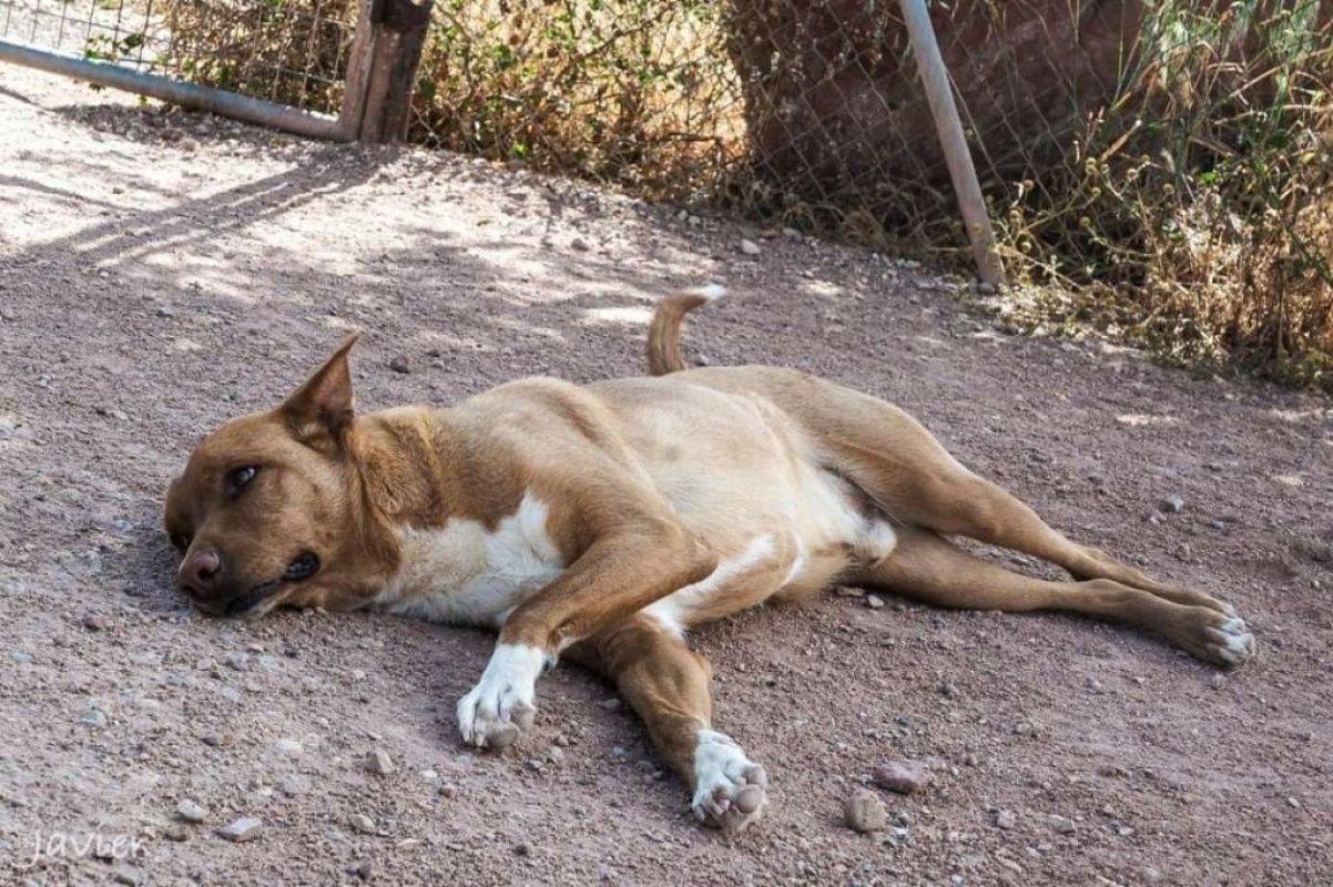 TOBBY - Chien Podenco Canario à adopter - photo 3