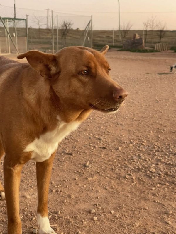 TOBBY - Chien Podenco Canario à adopter - photo 5
