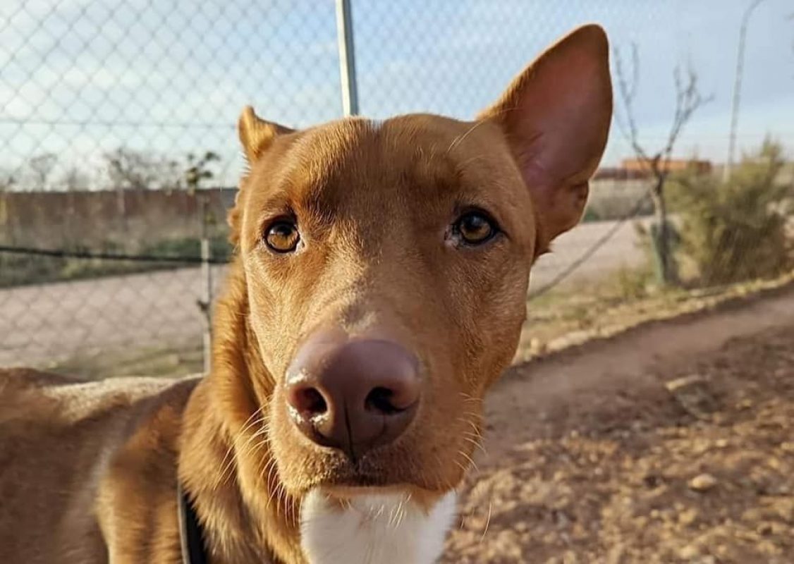 TOBBY - Chien Podenco Canario à adopter - photo 2
