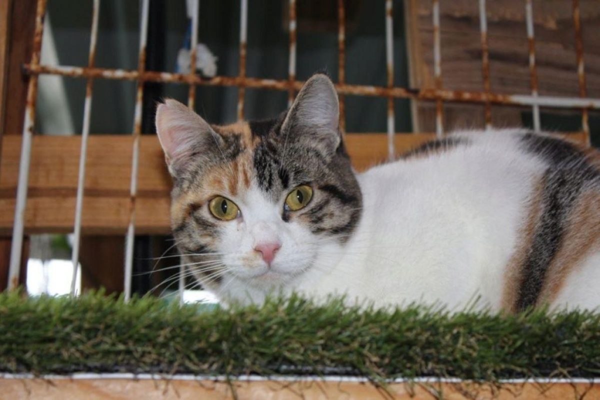 Love - Chat à adopter - photo 6