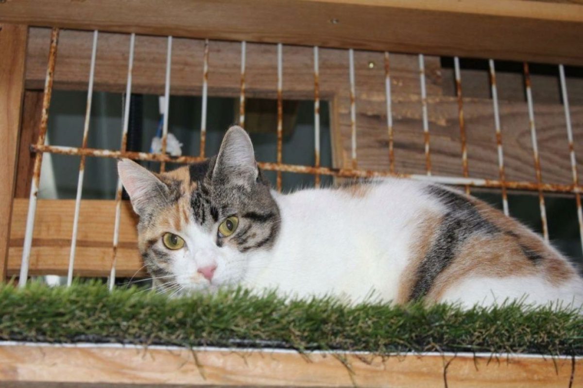 Love - Chat à adopter - photo 2