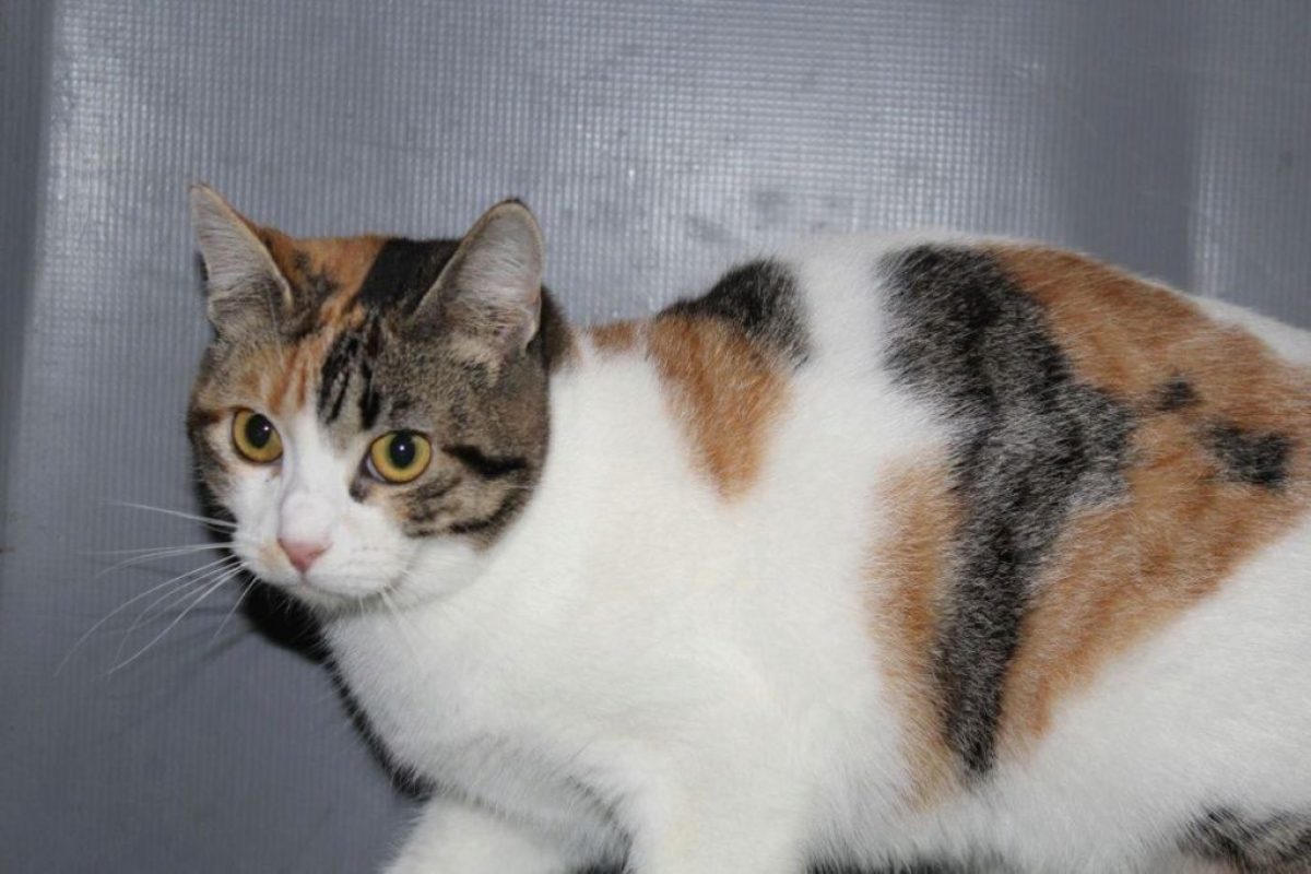 Love - Chat à adopter - photo 4
