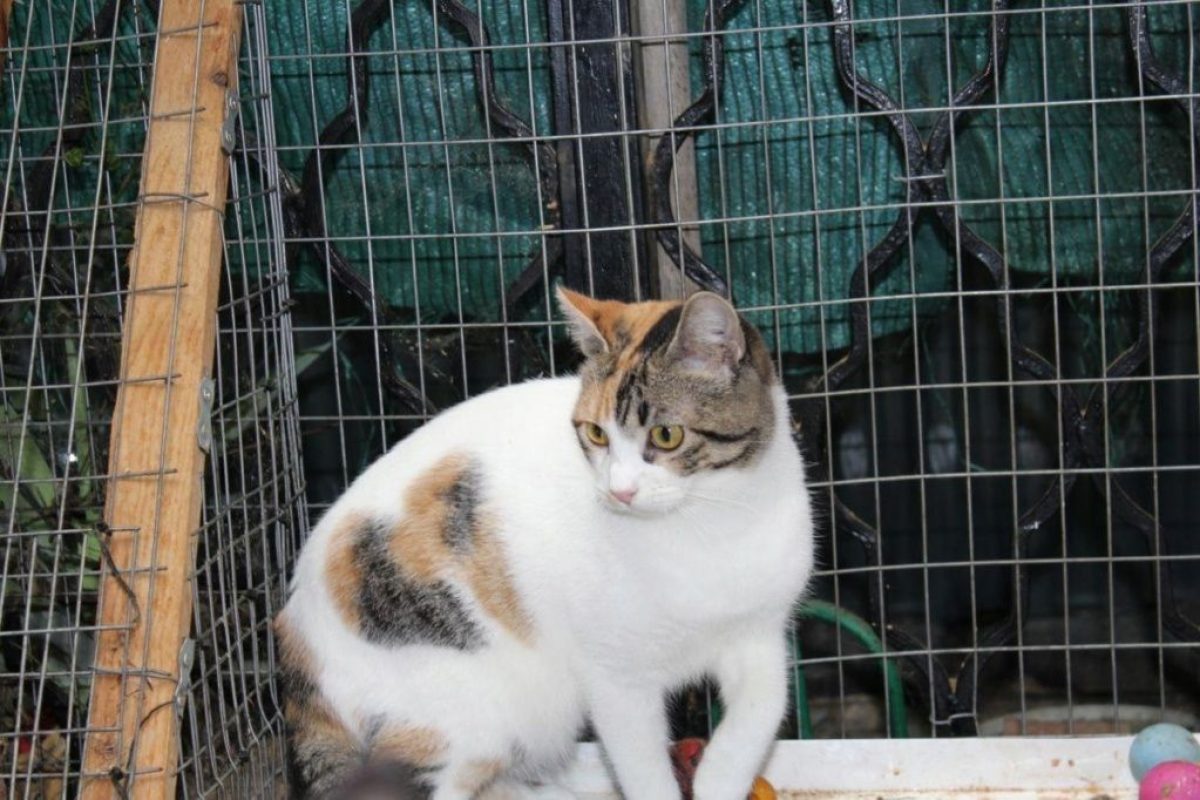 Love - Chat à adopter - photo 5