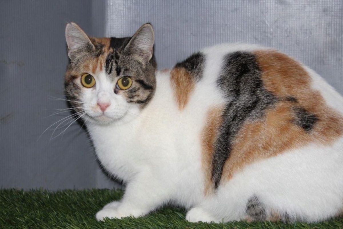 Love - Chat à adopter