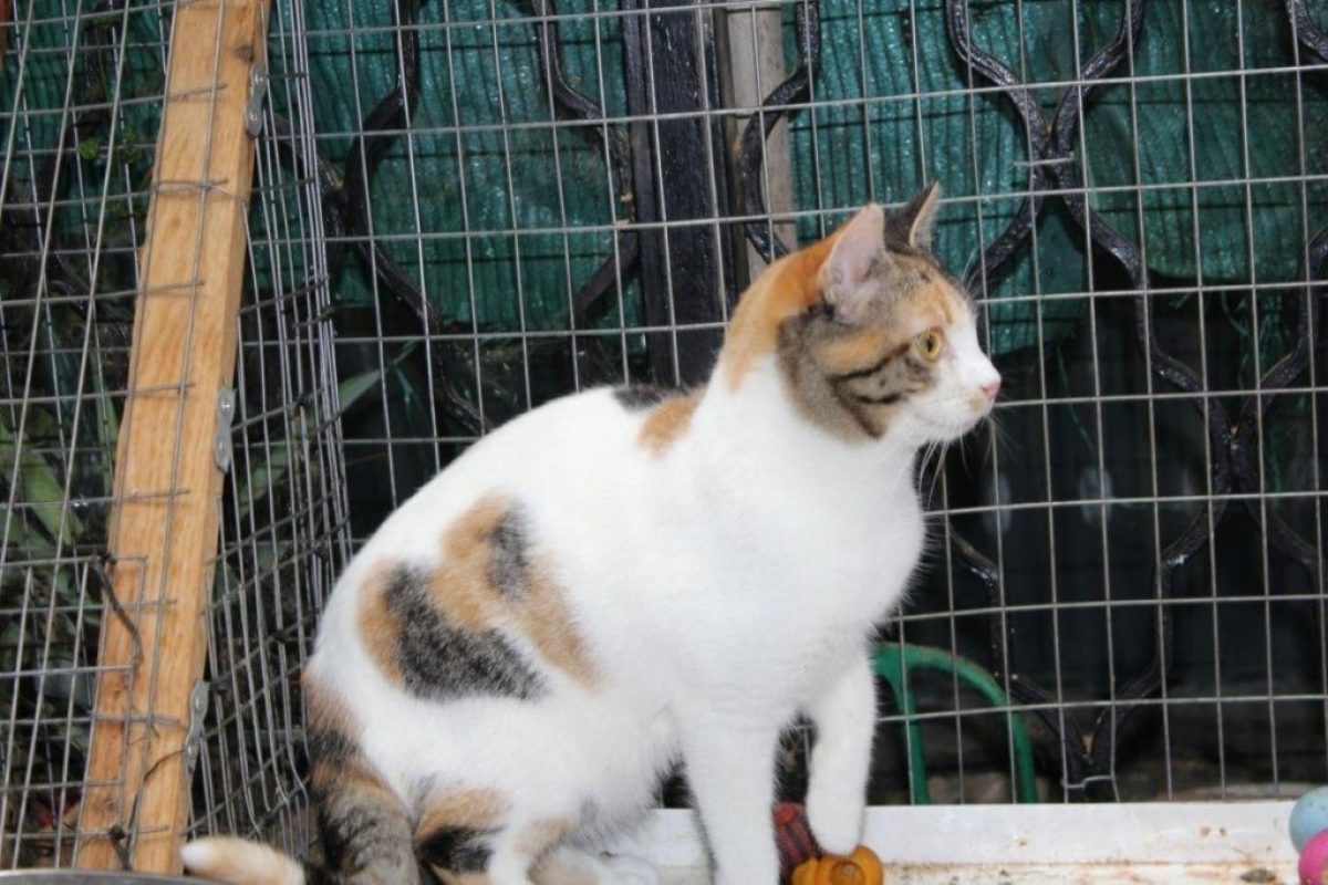Love - Chat à adopter - photo 9