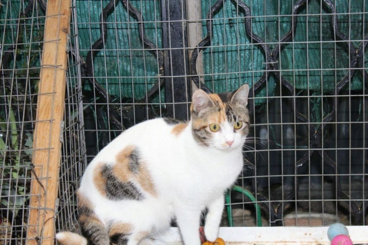 Love - Chat à adopter - photo 7