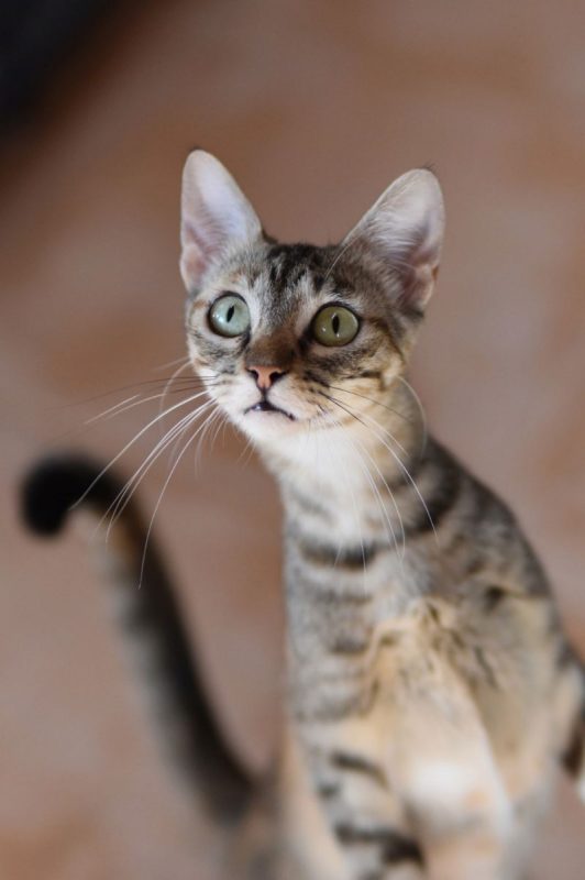 Katie - Chat à adopter