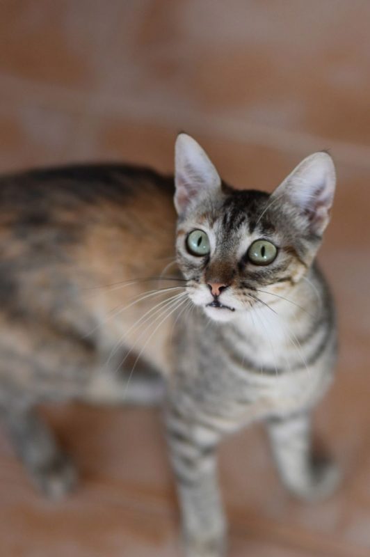 Katie - Chat à adopter - photo 4