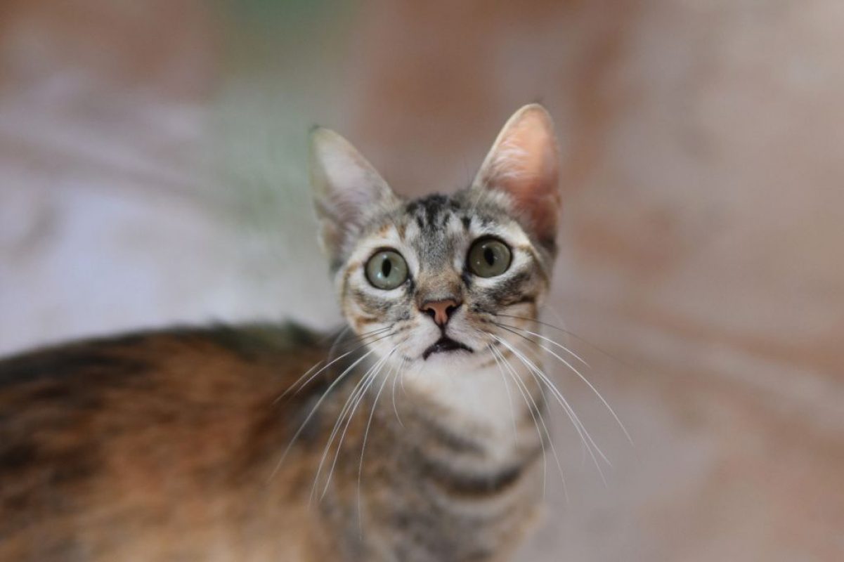 Katie - Chat à adopter - photo 2