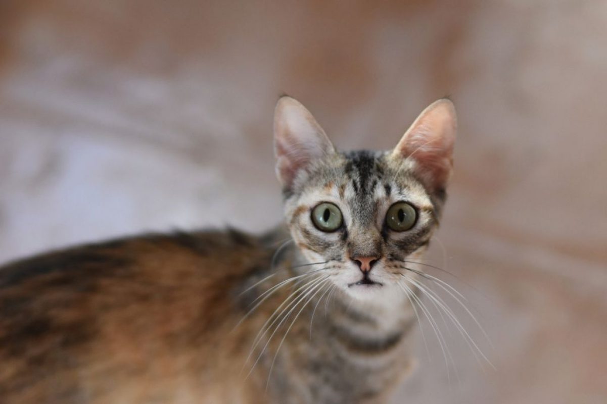 Katie - Chat à adopter - photo 3