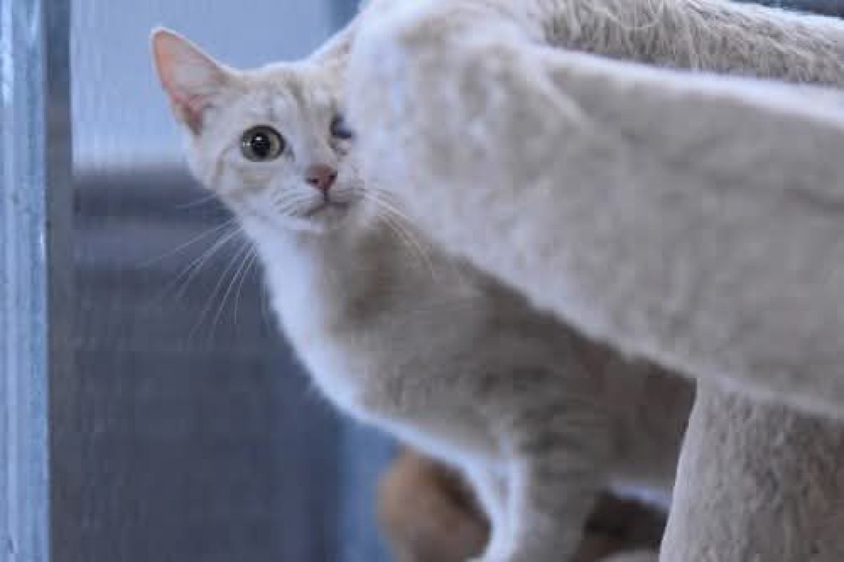 Fira - Chat à adopter - photo 4