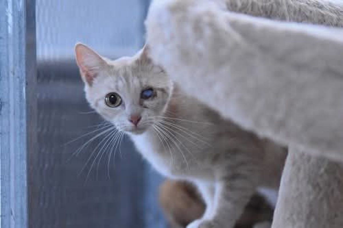 Fira - Chat à adopter - photo 2