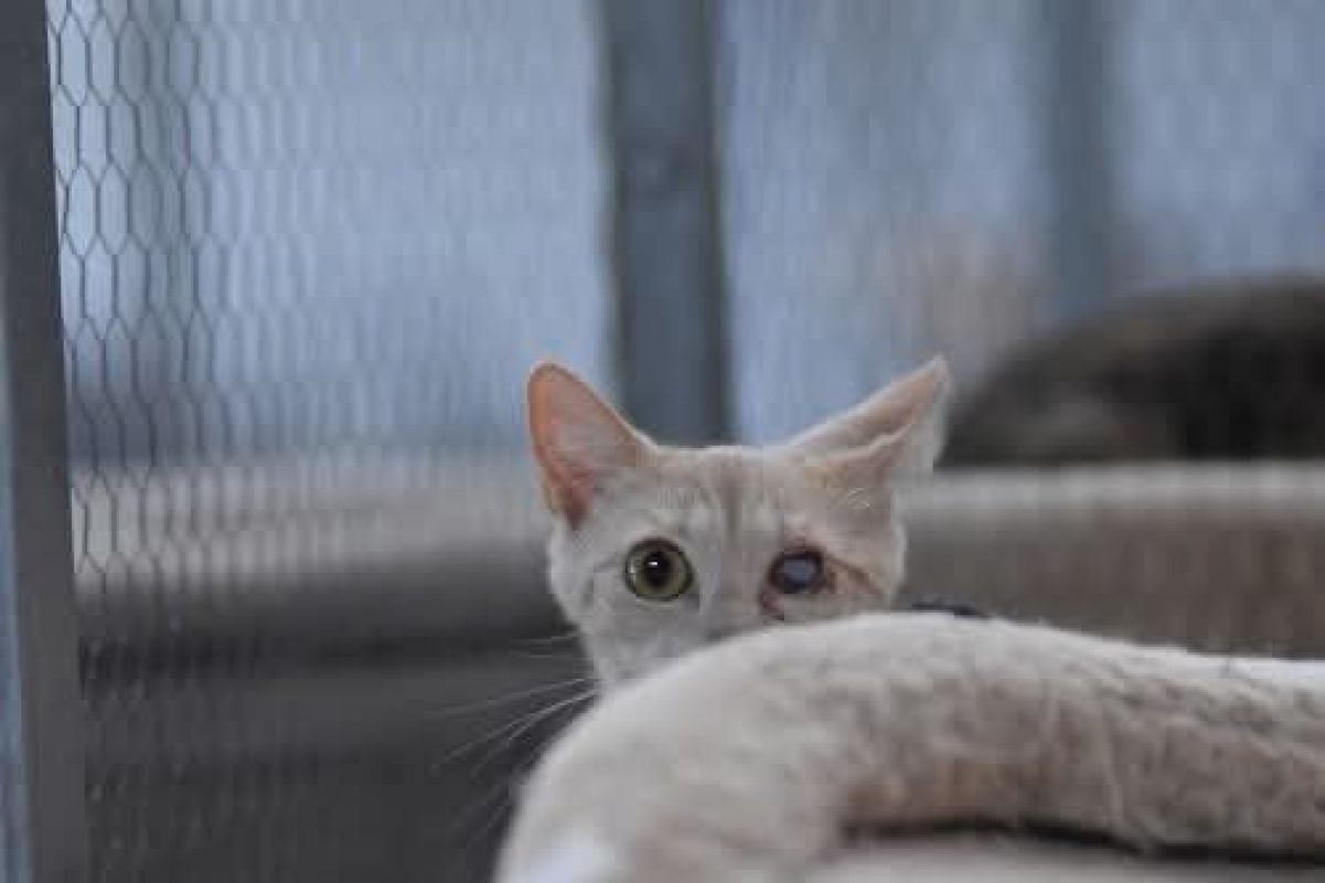 Fira - Chat à adopter - photo 3