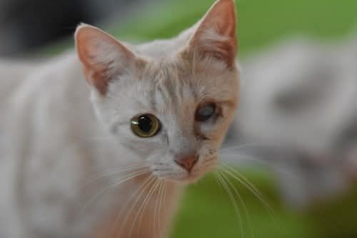 Fira - Chat à adopter