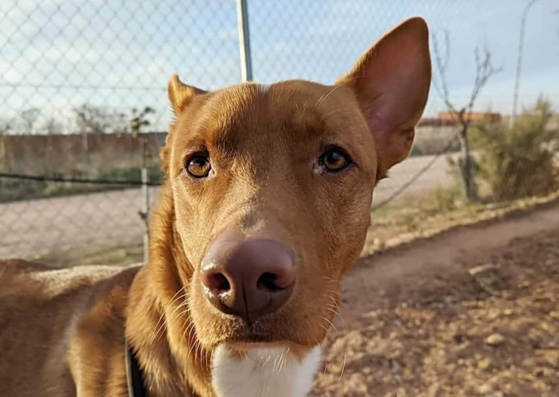 TOBBY - Chien à adopter - Espagne