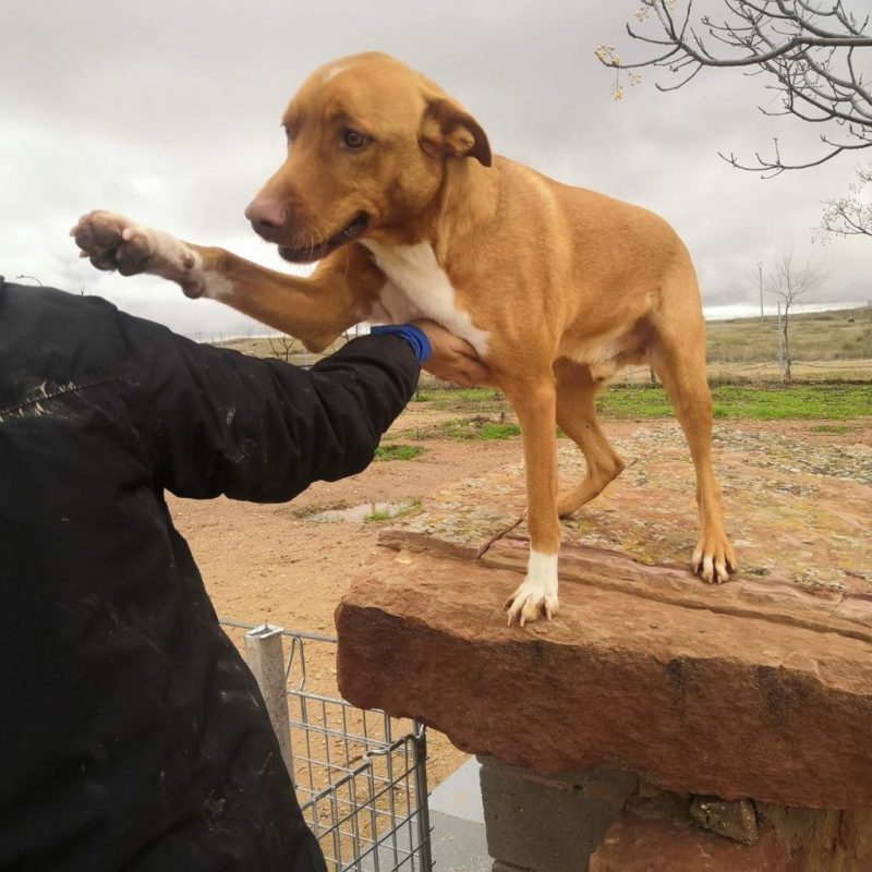 Tobby TOBBY - Chien à adopter - Espagne