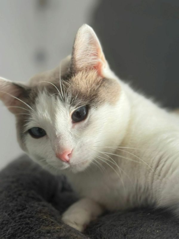 Priscila - Chat à adopter - photo 2