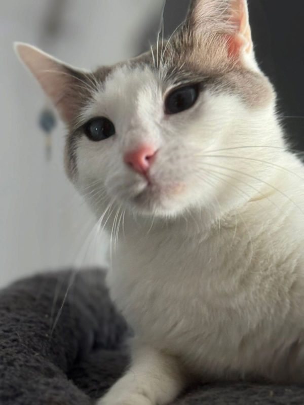 Priscila - Chat à adopter - photo 3
