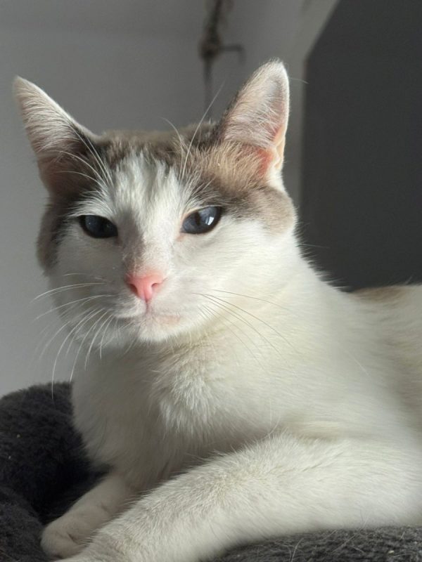 Priscila - Chat à adopter