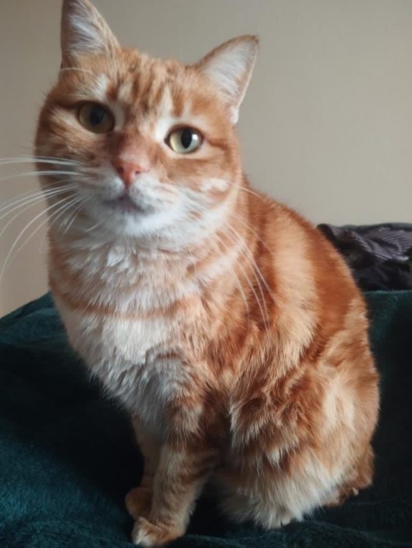 Sicaru - Chat à adopter