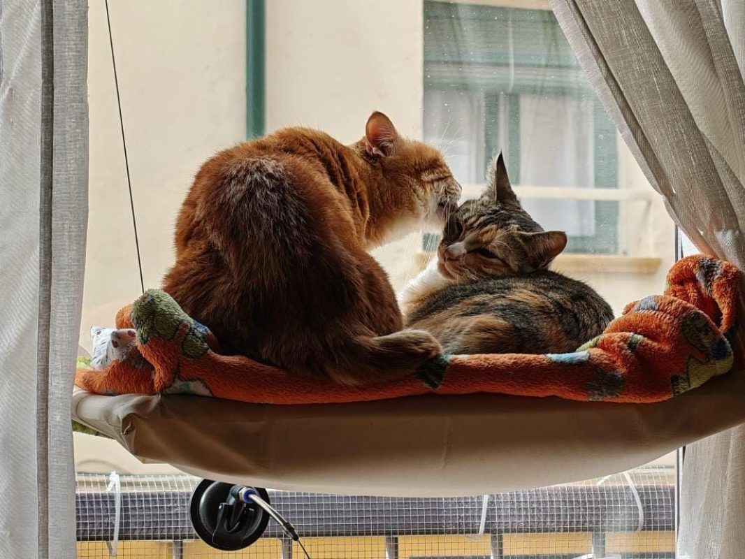 Sicaru - Chat à adopter - photo 4