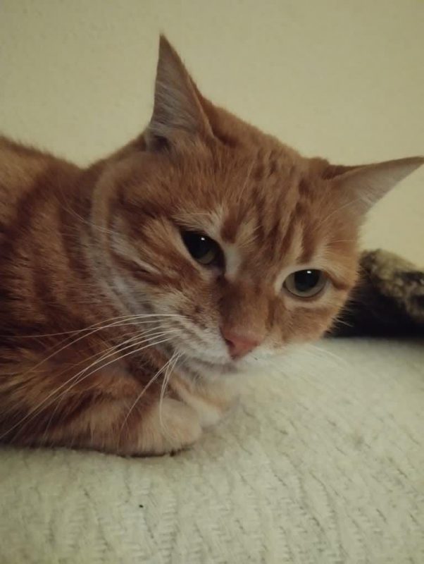 Sicaru - Chat à adopter - photo 2