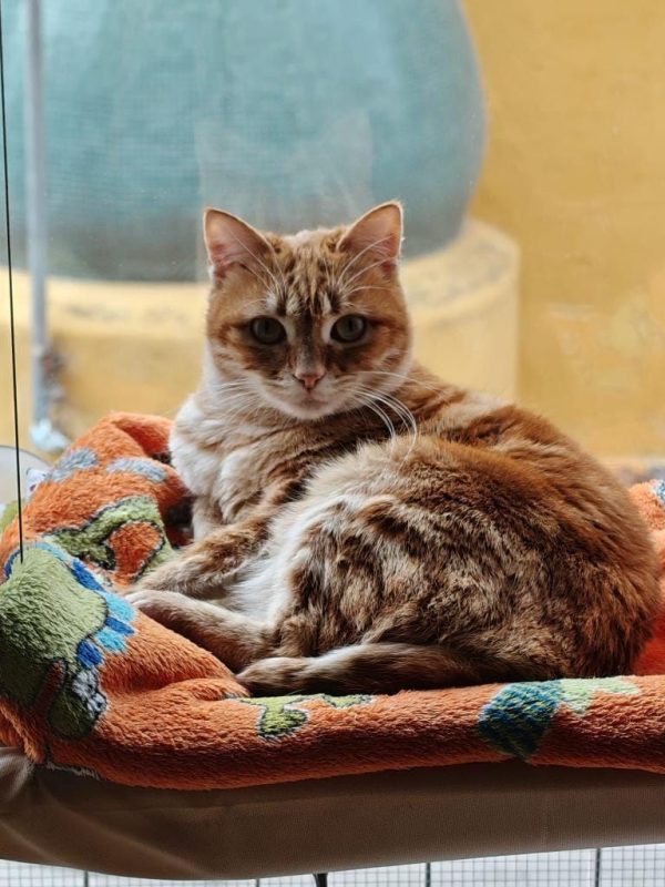 Sicaru - Chat à adopter - photo 3