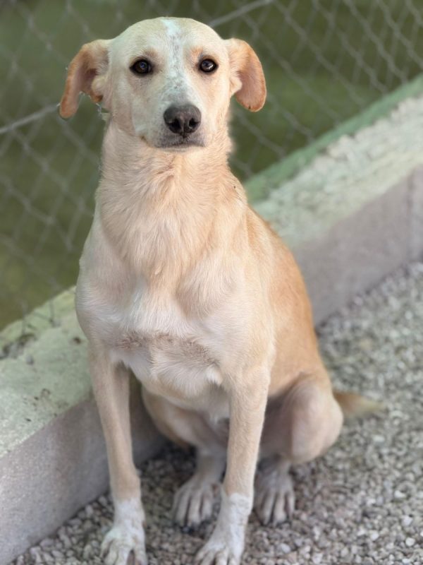 IRIS - Chien à adopter