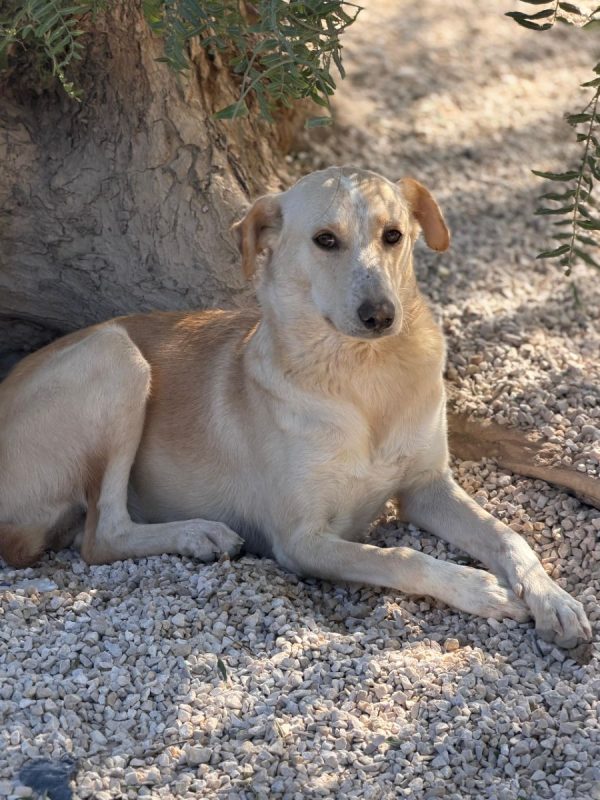 IRIS - Chien à adopter - photo 3